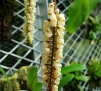 ��ɽ�ϵġ����鴮�������ް�ʯ����