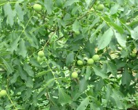 ��������� (1)