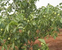 �ɺ�1�ź����� (1)