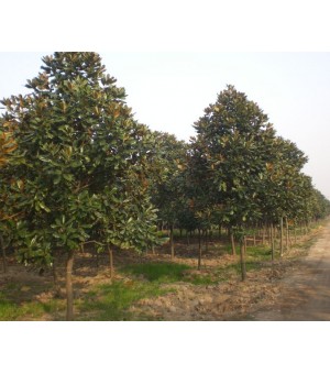 ��˿����,�ձ�ӣ��,�ֲ���Ц,����÷,�ϻ�,�������۸��