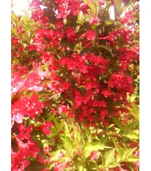 ��Ҷ������,��ҶŮ��,��Ҷ����,��ɽ����,�ļ��𻨼۸��