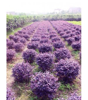 �컨��ľ��,������,������,��ͩ,��������,���¹𻨼۸��