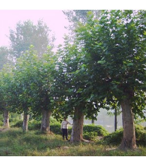 ������,����,СҶŮ��������,��Ҷ��,��ʯ��,��ޱ�۸��