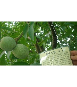 ��6Ԫ������ɽ��ֽƤ�����磨2��ҹ���8518��