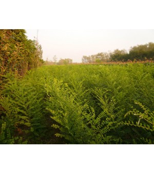 ��1Ԫ������2012�޲��溦����С��