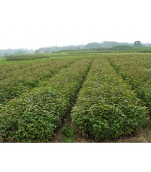 湿地松马尾松杉苗江南桤木枫香木荷桂花红豆杉香樟杜英青枫红枫