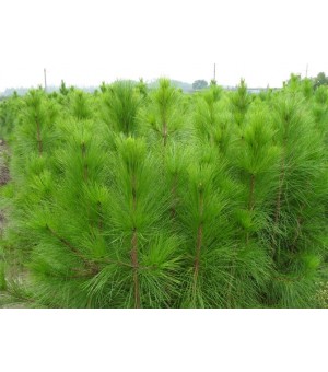 池杉紫微罗汉松池杉深山含笑乐昌含笑竹柏马褂木红叶李