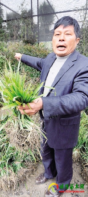 苗木经销商陈纪来拿着运不出去的苗木发愁。