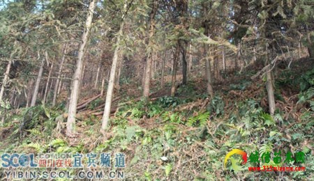 �˱�������ũ�����й���ľ �ܺá�ҡǮ����