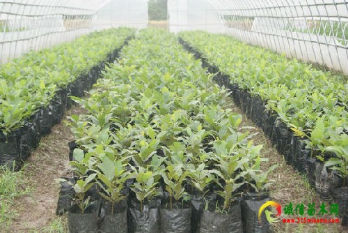 8bb76d4f-0f79-4be1-995c-38905fa91dd0.jpg 看苗木行业的“澳洋style”记江苏澳洋生态农林公,第一农经