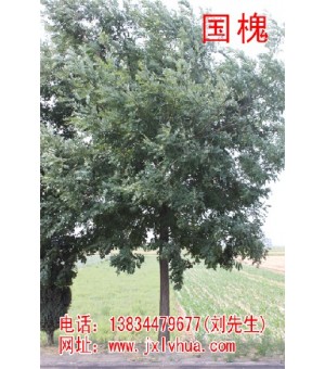 ��Ӧ������Ƥ�����ɻ�ɽ�ɷ�ͩ�������������Ƿ������