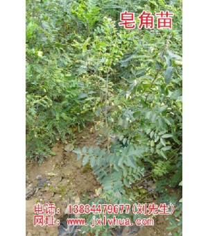 ɽ��������ԡ���������Ӧ���������磡