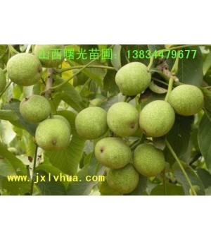 ɽ�������磬��Ʒ�ֺ����磬�޽Ӻ����磬����ҹ�