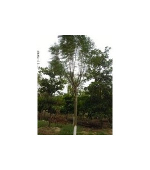 ����麣��ƻ�����ľ�������