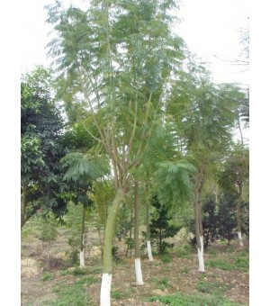 ����麣���㣬ϸҶ���