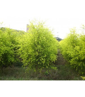 �̻���ľ�۸���÷,�۹���,�϶���,������,����,����