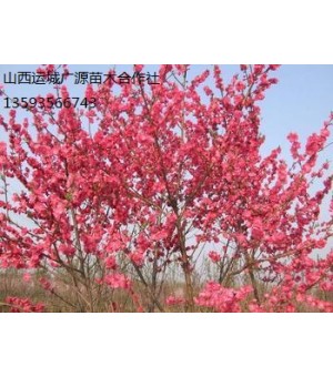 ��Ҷ÷���ۡ��޽���Ҷ÷��50�������ϣ�������Ӧ