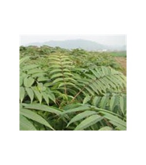 �㴻����ۡ�80-1.5��2�����㴻�磨50���꣩