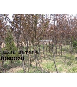 ��Ҷ��С����ۡ�������Ӧ��Ҷ��С�硢�۸��Ż�