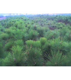 90���30�ڷ� 1.2�ײ��30�ڷ�1��5�ײ��30�ڷ�