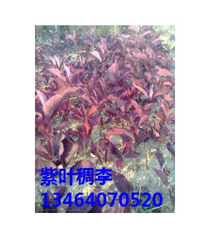 ��Ҷ����