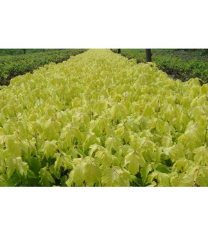 ��Ҷ��Ҷ��