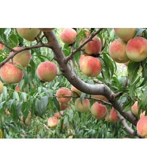 ��Ʒ��������