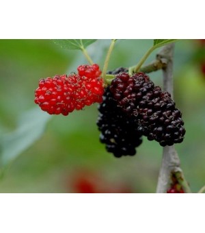 ��ɣ�磬�ʹ�����Ϊ������ˮ������