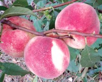 ��Ʒ�������� (0)