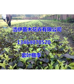 ��Ҷ����