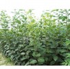 柿子树苗、山楂树苗、薄皮核桃苗、板栗苗、苹果苗等苗木