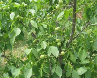 ����1�ź�����