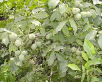 ����861������