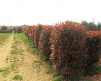 �ľʯ�,��������,��Ҷʯ���,����,��ͩ��۸��