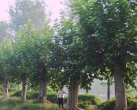 �۹���,��ҶŮ����,������,��÷,��߻���۸��