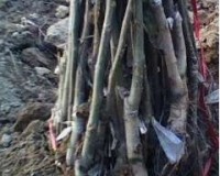 �����磬8518�����磬9818�����磬��Ƥ������