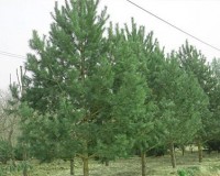 60�����辰60�����м�60��������60ƽ������